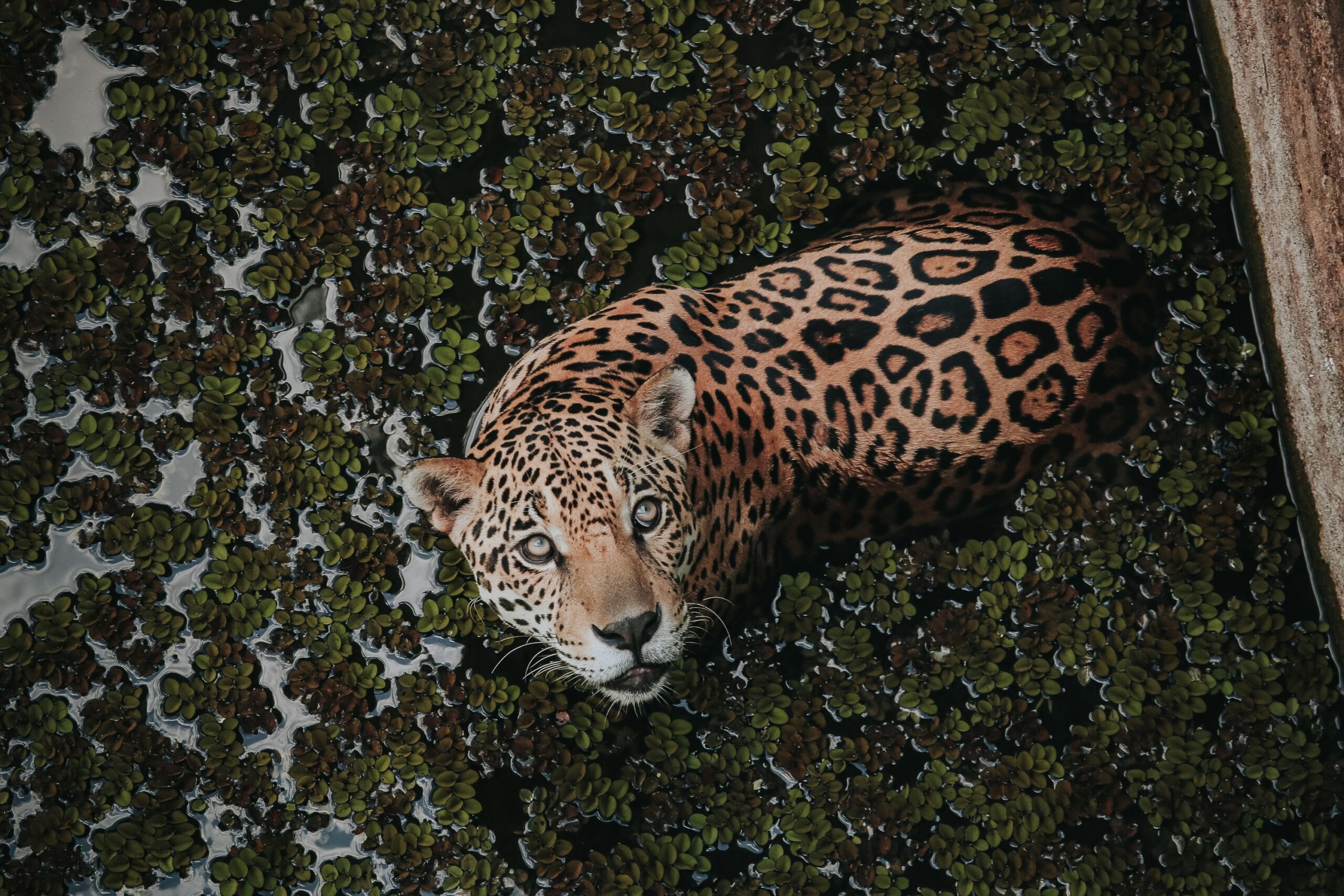 7 Reasons Why The Jaguar Is The Terror Of The Amazon
