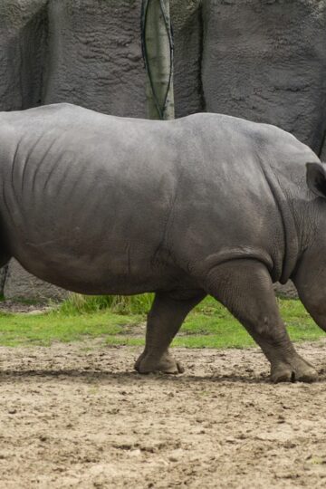 5 Animals That Can Defeat A Lion