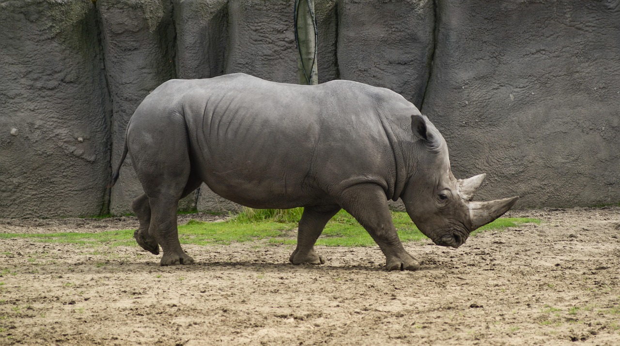 5 Animals That Can Defeat A Lion