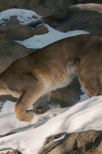 The US States With The Most Cougar