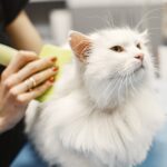 8 Cat Breeds Vets Wish More First-Time Owners Knew About