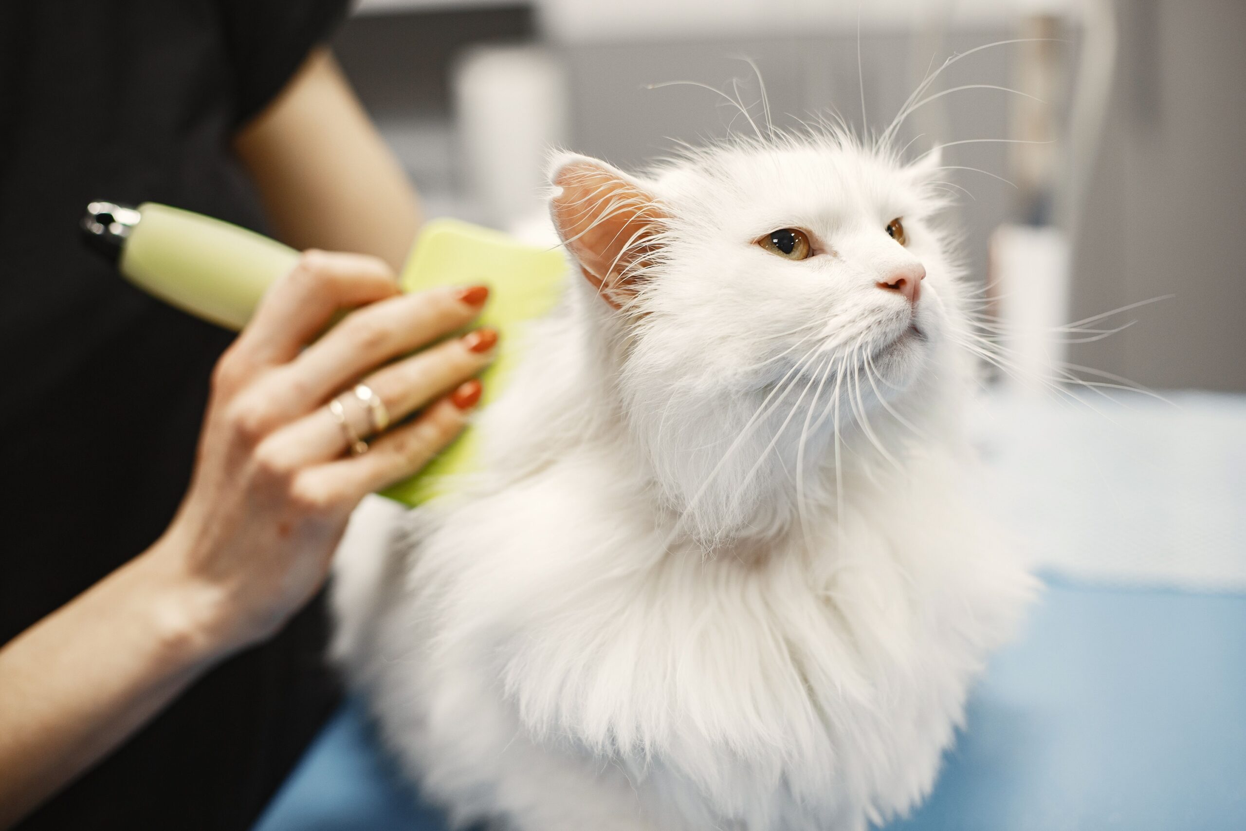 8 Cat Breeds Vets Wish More First-Time Owners Knew About