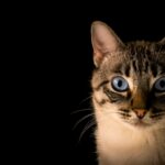 What Your Cat's Eyes Say Before It Makes a Single Sound