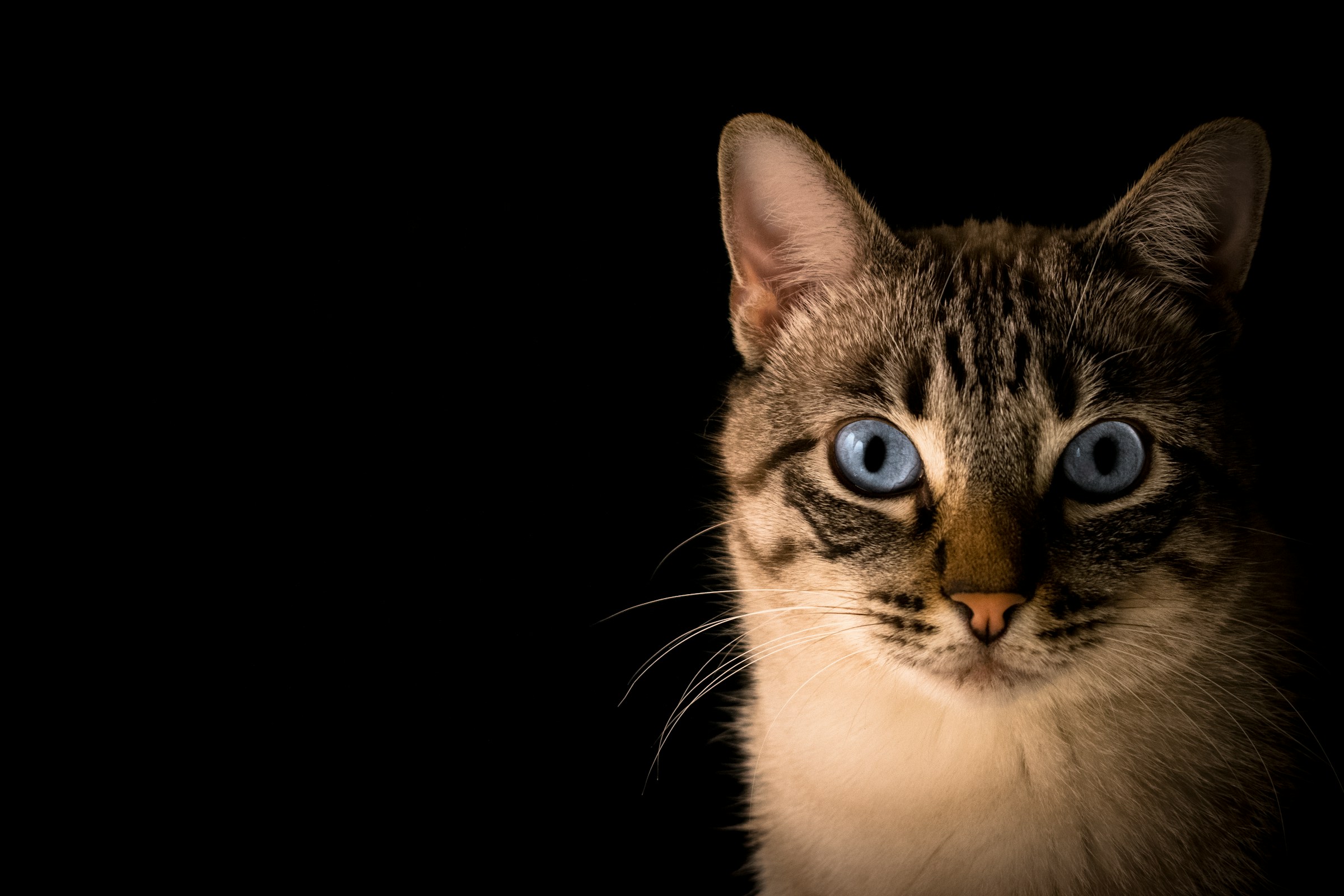 What Your Cat's Eyes Say Before It Makes a Single Sound