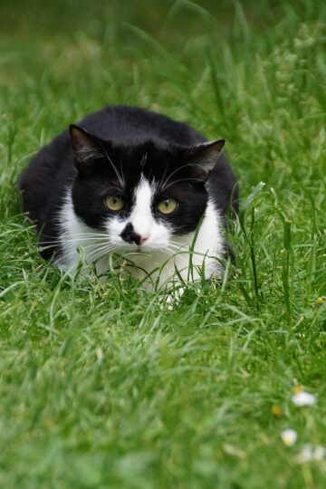 11 Reasons Your Cat Brings You Things It Thinks You Need