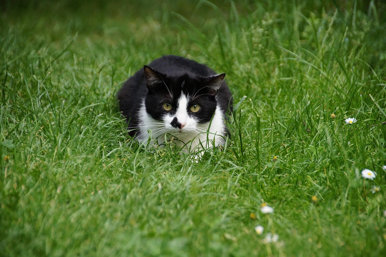 11 Reasons Your Cat Brings You Things It Thinks You Need