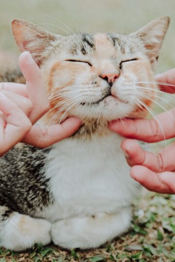21 Things Rescue Cats Do Once They Realize They Are Home for Good