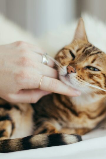 16 Silent Signals Your Cat Gives When It Wants You Closer