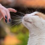 How to Make a Nervous Cat Trust You for Life