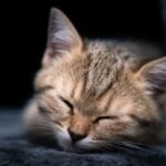 19 Things Your Cat Does at Night That Mean It Feels Completely Safe