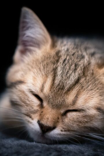 19 Things Your Cat Does at Night That Mean It Feels Completely Safe