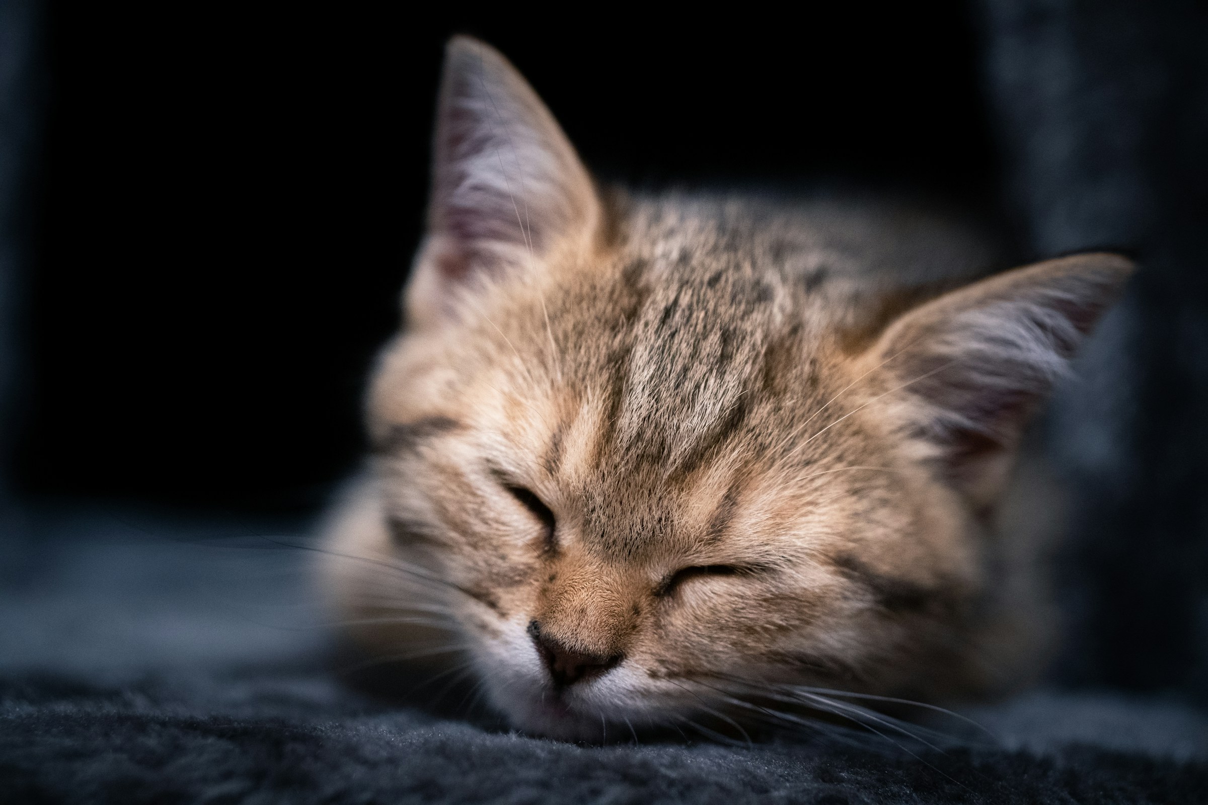 19 Things Your Cat Does at Night That Mean It Feels Completely Safe