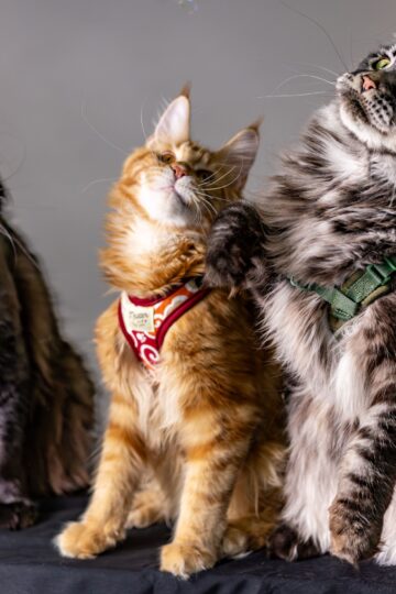 12 Ancient Cat Breeds That Have Barely Changed in Centuries
