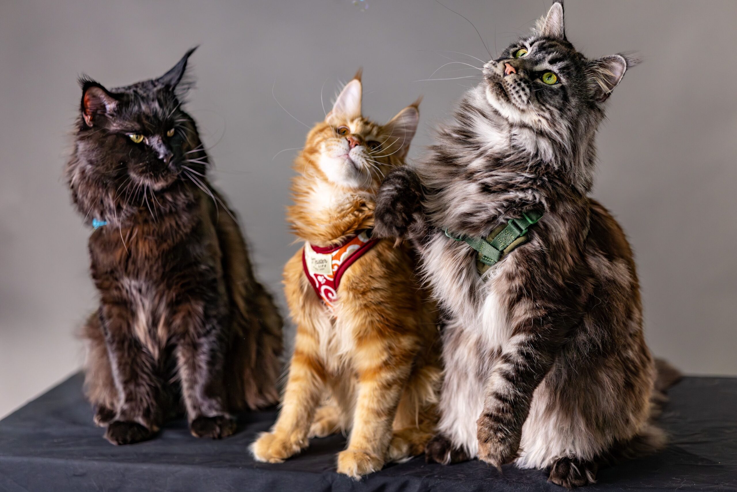 12 Ancient Cat Breeds That Have Barely Changed in Centuries