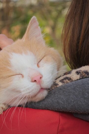 14 Reasons Your Cat Sees You as Its Parent, Not Its Owner