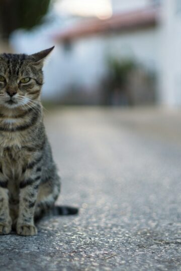 9 Behaviors That Reveal How Cats Negotiate Shared Territory Without Fighting