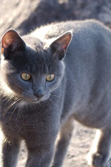 What It Means When Your Cat Suddenly Sniffs the Air and Changes Direction