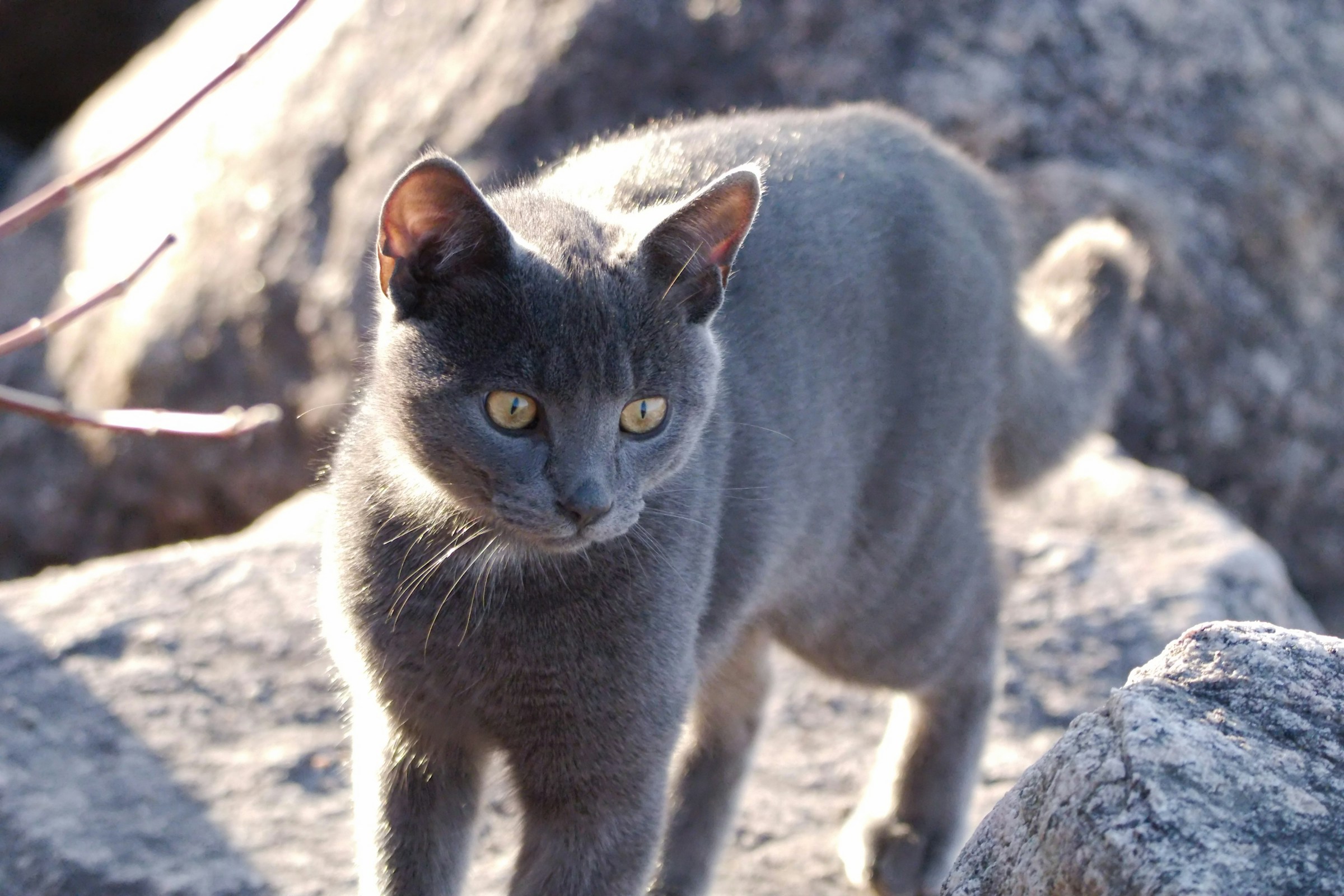 What It Means When Your Cat Suddenly Sniffs the Air and Changes Direction