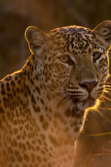 7 Animals That Can Force a Leopard to Abandon Its Kill