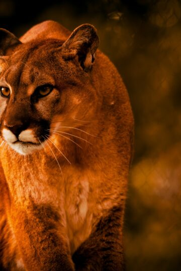 What the Cougar Means as a Native American Spirit Animal