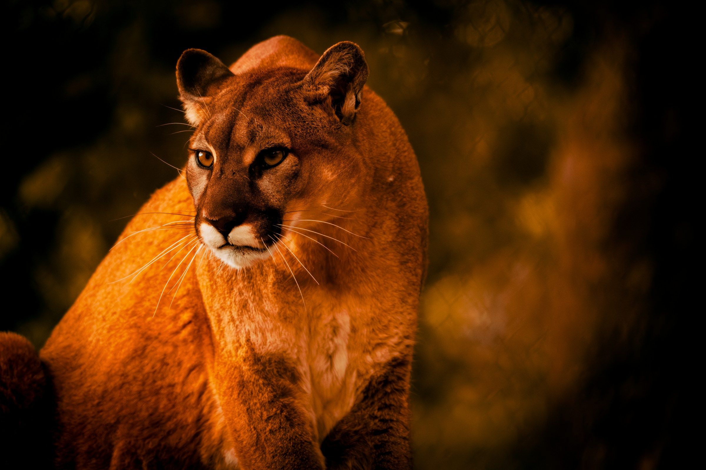 What the Cougar Means as a Native American Spirit Animal