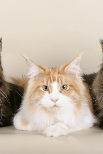 7 Tips on How to Take Care of a Maine Coon Cat