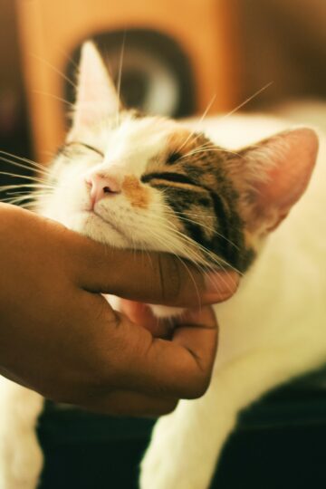 20 Signs Your Cat Trusts You More Than Anyone Else in the House