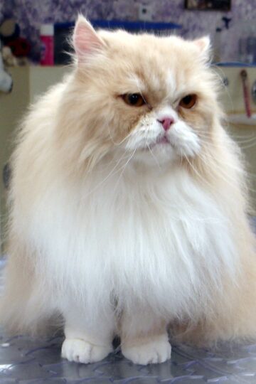 25 Fluffiest Cat Breeds That Actually Love Being Held