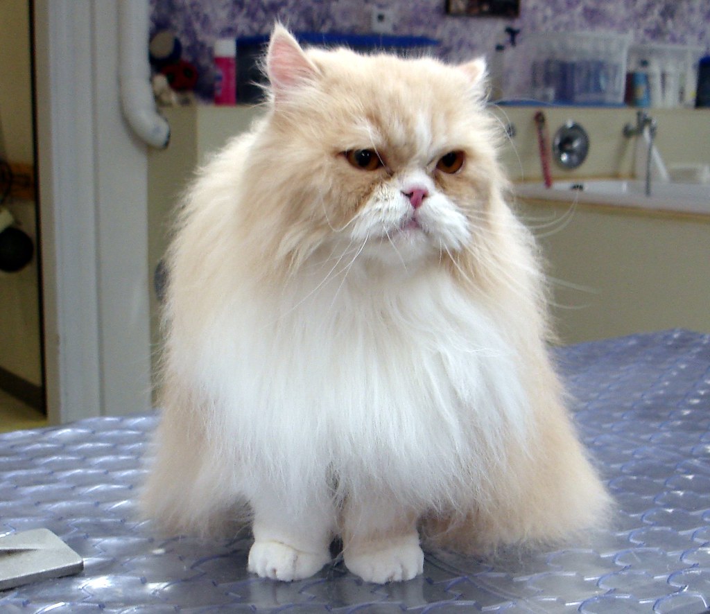 25 Fluffiest Cat Breeds That Actually Love Being Held