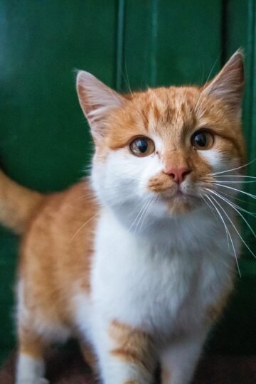 Animal Behavior Says Cats Who Regularly Meet You at the Door May Be Responding to More Than the Sound of You Arriving