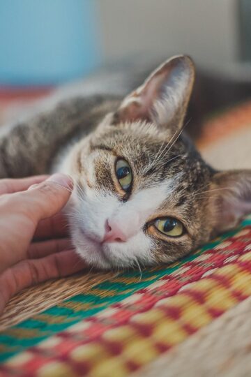 10 Quiet Ways Cats Ask Their Favorite Human for Reassurance Without Making a Sound