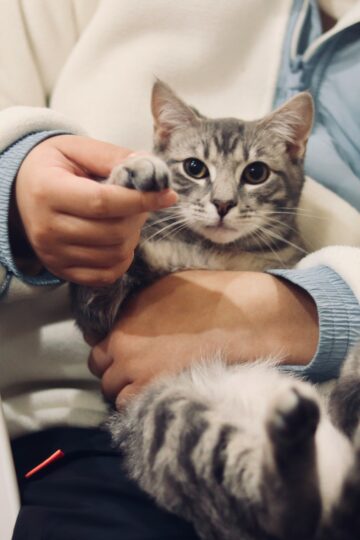 Feline Psychology Says Cats Who Relax More Quickly Around One Person May Be Revealing Who Makes Them Feel Safest