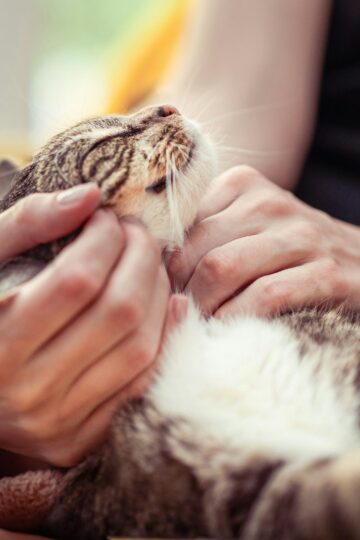 10 Tiny Ways Cats Show They Trust You That Are Easy to Miss in Everyday Life