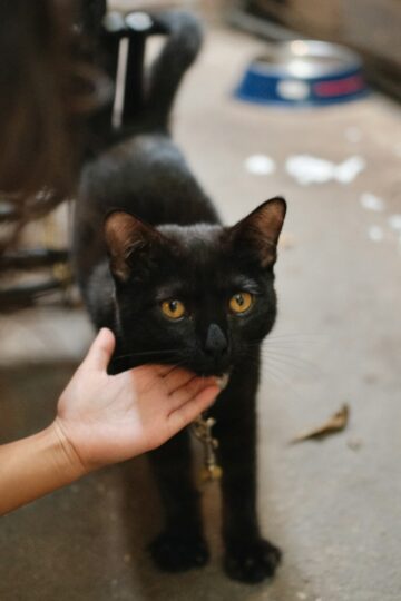 Cat Research Says Cats Who Approach You After You Speak May Be Responding to More Than the Sound of Their Name