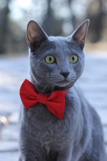 10 Cat Breeds That Can Turn Into Surprisingly Devoted Companions for Older Owners