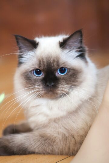 12 Cat Breeds That Need More Mental Stimulation Than Their Relaxed Appearance Suggests
