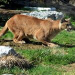 What It Means When a Mountain Lion Crouches Low and Refuses to Leave During an Encounter