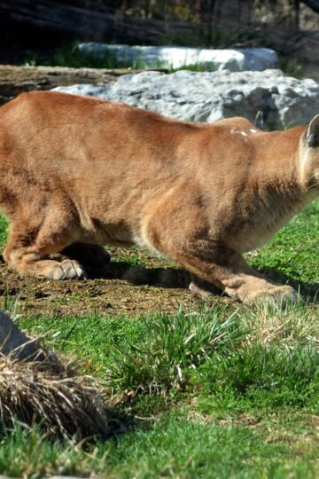 What It Means When a Mountain Lion Crouches Low and Refuses to Leave During an Encounter