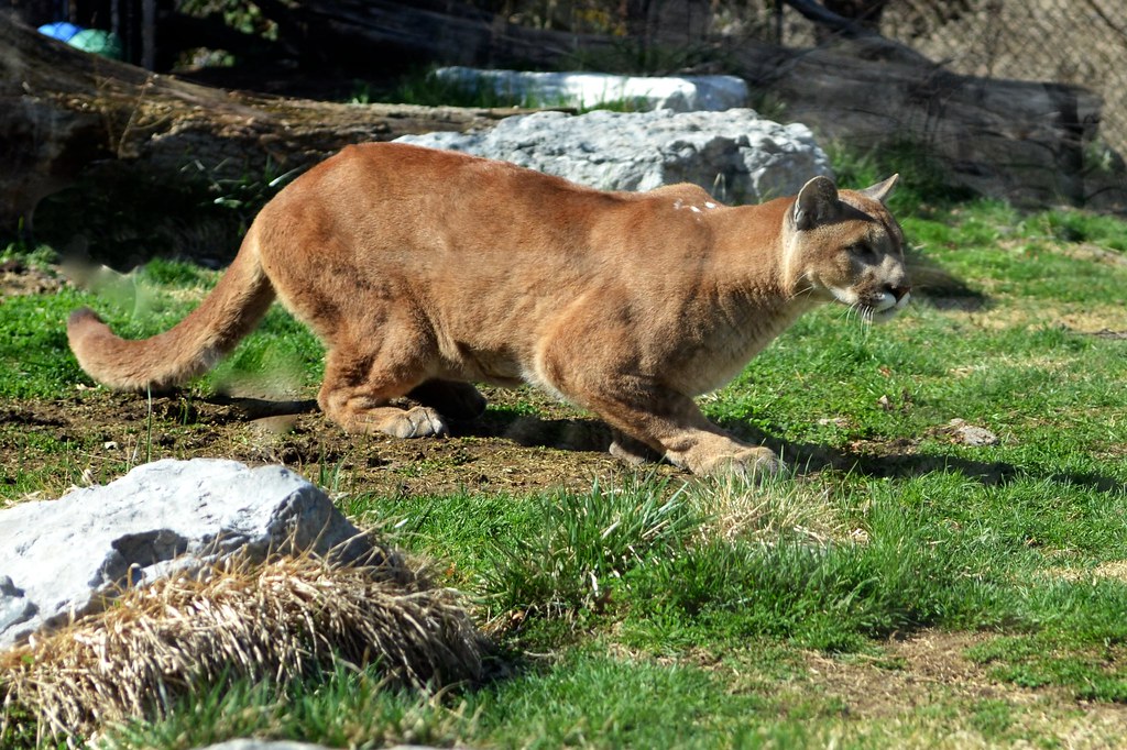 What It Means When a Mountain Lion Crouches Low and Refuses to Leave During an Encounter