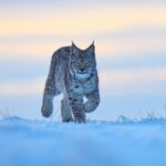 Why Canada Lynx Can Move Across Deep Snow That Makes Hunting Difficult for Many Other Predators