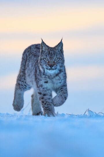 Why Canada Lynx Can Move Across Deep Snow That Makes Hunting Difficult for Many Other Predators