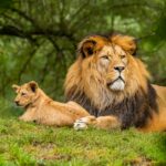 Wild Cat Research Says Familiar Human Voices Can Be Recognized Even by Feline Species That Were Never Domesticated