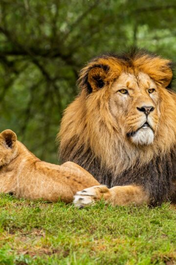 Wild Cat Research Says Familiar Human Voices Can Be Recognized Even by Feline Species That Were Never Domesticated