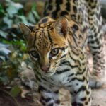 Why Ocelots Can Live in Dense Cover So Close to Human Activity and Still Remain Almost Impossible to See