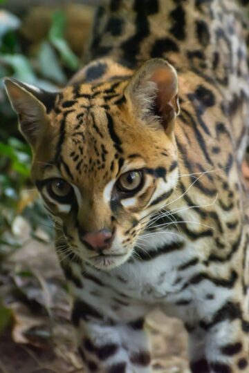 Why Ocelots Can Live in Dense Cover So Close to Human Activity and Still Remain Almost Impossible to See