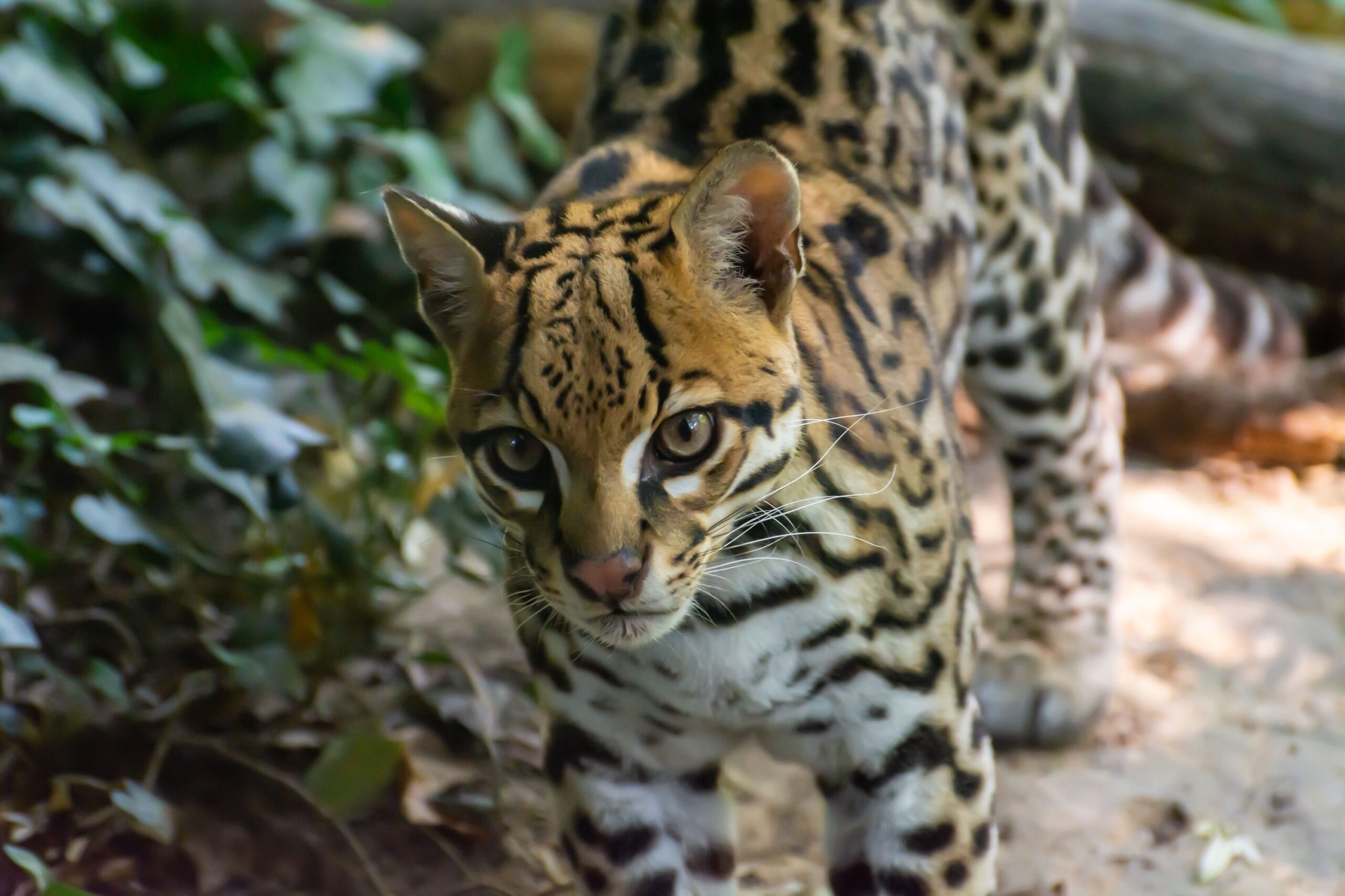Why Ocelots Can Live in Dense Cover So Close to Human Activity and Still Remain Almost Impossible to See