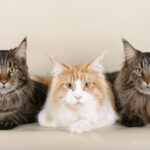 8 Cat Breeds That Aren't Ideal for People Looking for a Low-Maintenance Pet