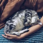 8 Cat Breeds That Often Want to Sleep as Close to Their Humans as Possible