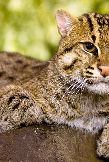 Animal Science Says Small Wild Cats Can Possess Hunting Adaptations Every Bit as Specialized as Those of Lions and Tigers