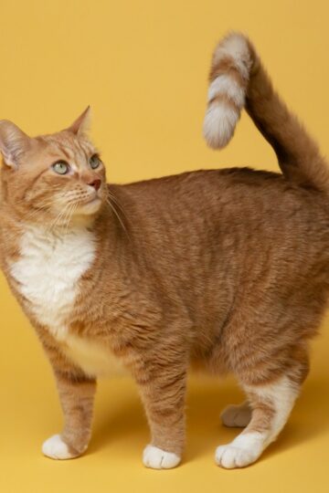 11 Tail Movements That Reveal Exactly What Your Cat Is Feeling